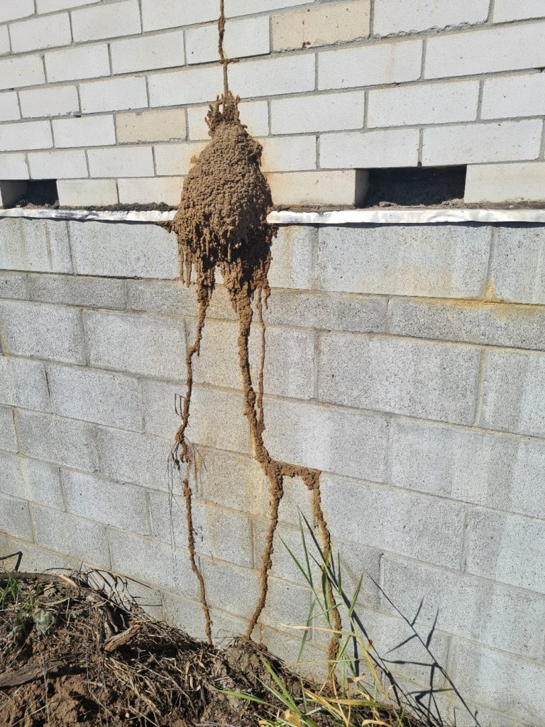 Recognising Termites in Your Home